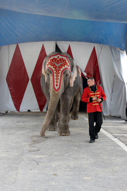 

Aufnameort: St.Gallen CH, Zirkus KNIE
Kamera: Canon EOS 1Ds Mark III