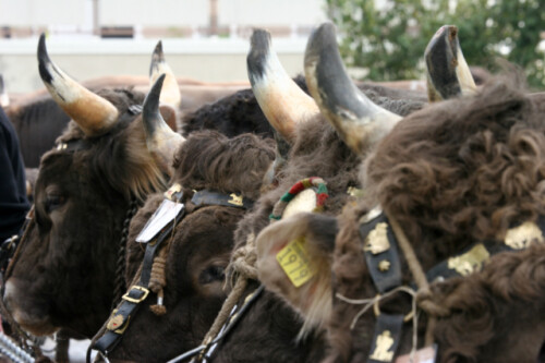 

Aufnameort: Viehschauen im Appenzellerland
Kamera: Canon 20D