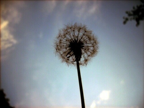 pusteblume-beim-sonnenuntergang-3749.jpeg