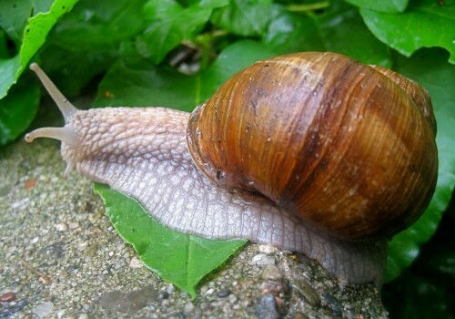 weinbergschnecke-auf-futtersuche-2056.jpeg