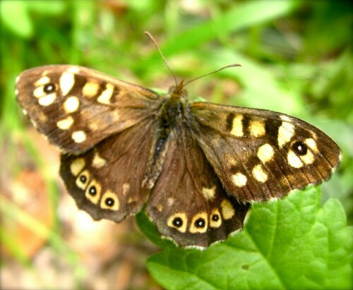 Schmetterling auf Waldwiese
Name ist mir nicht bekannt.
Wer kann mir weiter helfen mit dem korrekten Namen?

Aufnameort: Wald in Schriesheim
Kamera: Canon Ixus 950 IS