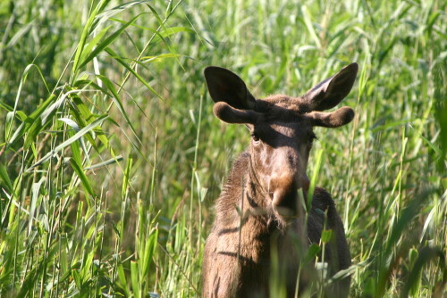 

Aufnameort: Schorfheide
