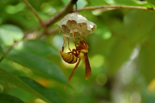 Eine Hornisse baut an ihrem Nest

Aufnameort: Punta Banco, Costa Rica
Kamera: Nikon D40