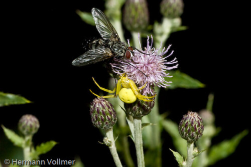 Eine Fliege hat sich auf die Blüte gesetzt - die Spinne kann jeden Augenblick zuschlagen.

Aufnameort: DEU, BW, Hemmingen
Kamera: Nikon D70, Sigma APO-Macro 180/3,5D, Blitz