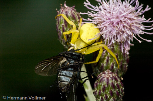 Die Krabbenspinne kann die Fliege nun in Ruhe verzehren.

Aufnameort: DEU, BW, Hemmingen
Kamera: Nikon D70, Sigma APO-Macro 180/3,5D, Blitz