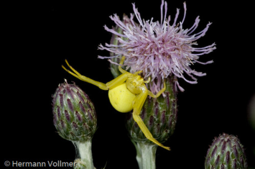 Ich entdecke eine auf Beute lauernde Veränderliche Krabbenspinne (Misumena vatia)

Aufnameort: DEU, BW, Hemmingen
Kamera: Nikon D70, Sigma APO-Macro 180/3,5D, Blitz