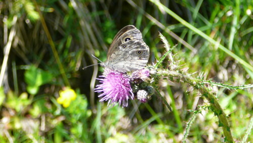 schmetterling-1-1907.jpeg