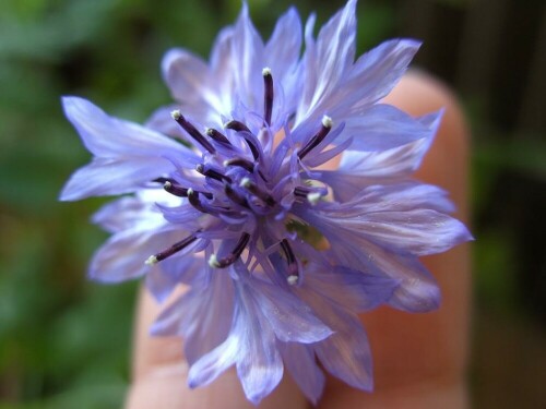 Kornblume - centaurea cyanus


