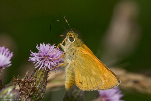 

Aufnameort: DEU, BW, Hemmingen
Kamera: Nikon D200, Sigma APO-Macro 180/3,5D, Blitz