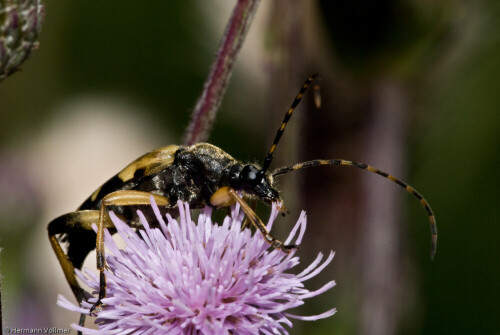 

Aufnameort: DEU, BW, Hemmingen
Kamera: Nikon D200, Sigma APO-Macro 180/3,5D, Blitz