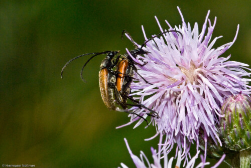 

Aufnameort: DEU, BW, Hemmingen
Kamera: Nikon D200, Sigma APO-Macro 180/3,5D, Blitz