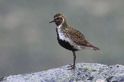 goldregenpfeifer-im-regen-2060.jpeg