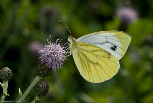 

Aufnameort: DEU, BW, Hemmingen
Kamera: Nikon D200, Sigma APO-Macro 180/3,5D, Blitz