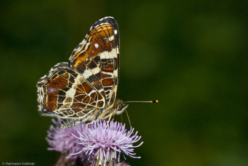 

Aufnameort: DEU, BW, Hemmingen
Kamera: Nikon D200, Sigma APO-Macro 180/3,5D, Blitz