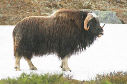 

Aufnameort: dovrefjell norwegen
