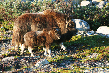 

Aufnameort: dovrefjell norwegen
