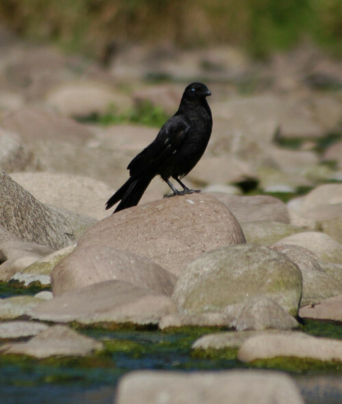 ist die Rabenkrähe bestimmt nicht. Ich denke, sie hat die Augen geschlossen und die Sonne bewirkt die blaue Färbung.

Aufnameort: Gaggenau Murgtal BW
Kamera: Nikon D50