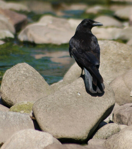 Nun hat er mich gesehen, als ich mich von hinten anschlich.
Sekunden später war die Rabenkrähe fort.

Aufnameort: Gaggenau/Murgtal/BW
Kamera: Nikon D50