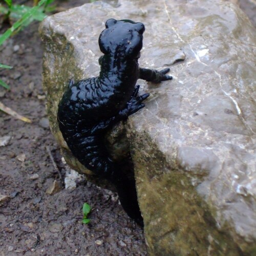 Der einfarbig schwarze Alpensalamander (Salamandra atra) ist nicht mit anderen Arten zu verwechseln. Alpensalamander entdeckt man am ehesten nach ergiebigen Regenfällen, wenn sie ihre Schlupfwinkel gegen Abend verlassen. Bei Sonne und Trockenheit führen die Tiere ein verborgenes Leben unter Steinen und Baumstümpfen. In seinen Lebensgewohnheiten ähnelt der Alpensalamander dem Feuersalamander, doch im Unterschied zu diesem setzt er keine mit Kiemen versehene Larven ins Wasser ab, sondern bekommt nach ungefähr einem Jahr Trächtigkeit zwei fertig entwickelte Jungtiere, die sofort auf dem Land leben. Die Trächtigkeit kann je nach Höhenlage aber auch zwei oder drei Jahre betragen. Die frisch geborenen Jungtiere ähneln den Alttieren, sind aber erst 4 cm lang. Da der Alpensalamander durch seine Drüsensekrete weitgehend gegen Feinde geschützt ist und die meisten Amphibienfresser ihm auch nicht in so große Höhen folgen, reicht diese geringe Vermehrungsrate zum Fortbestand der Art. Die Tiere sind zudem recht langlebig, vermutlich können sie wie Feuersalamander 30 Jahre alt werden.


Aufnameort: Österreich, unterhalb der Rüfispitze
Kamera: Fuji Finepix F30