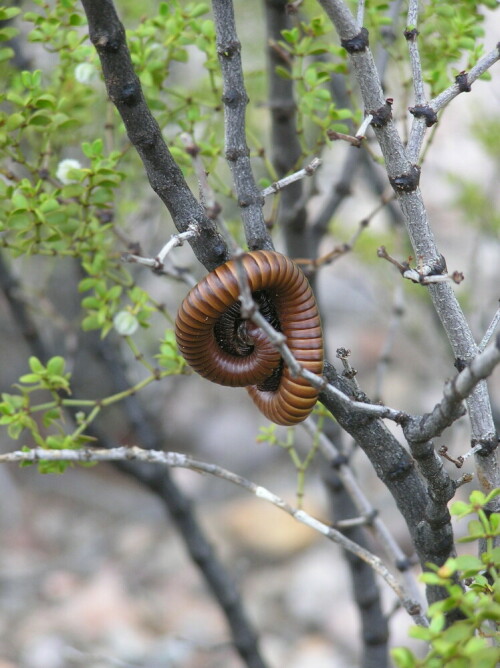 Schlafender Tausendfüßler in einem Strauch

Aufnameort: Big Bend Nationalpark, Texas
Kamera: Olypmus Camedia C-750 UltraZoom