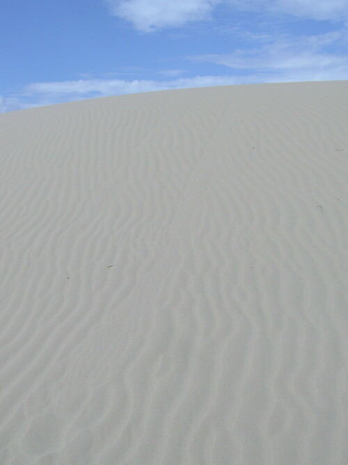 

Aufnameort: Monahans Sandhills State Park, Texas
Kamera: Olypmus Camedia C-750 UltraZoom