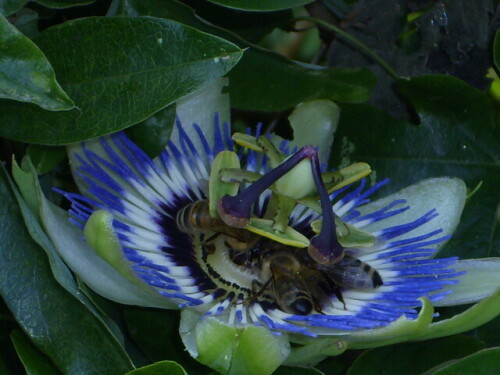 Von Bienen besuchte Pasionsblume

Aufnameort: Breisach am Rhein
Kamera: Jenoptik 8.0