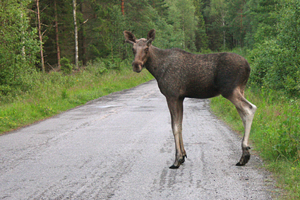 

Aufnameort: hulleberg schweden
