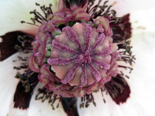 Papaver orientale

Aufnameort: Garten
