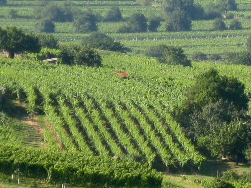 Weinberge und Obstbäume nördlich von Heidelberg an der Bergstraße

Aufnameort: Südlich der Burgruine Strahlenburg Schriesheim
Kamera: Canon Ixus 950 IS