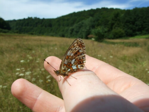 perlmuttfalter-boloria-selene-1993.jpeg