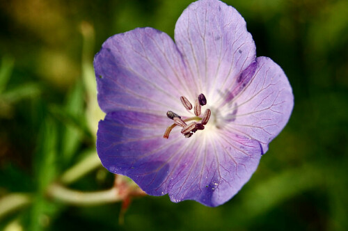 Diese einsame Blüte habe ich bei uns in der Müga gefunden

Aufnameort: Mülheim/Ruhr
Kamera: Nikon D40