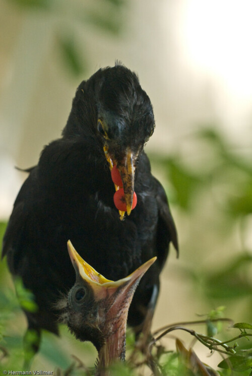 amsel-futternd-2007.jpeg