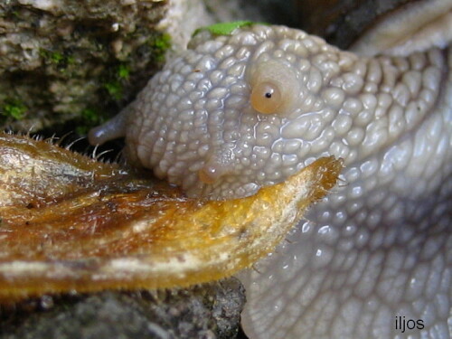 Weinbergschnecke, die in ein Kürbisblatt beißt

Aufnameort: Rubenheim, Saarland
Kamera: canon ixus70