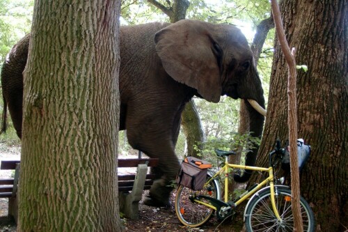 Zwei Elefanten eines Zirkus hatten Ausgang und standen plötzlich vor mir im Wald. Einer untersuchte die Tasche und den Korb an meinem Fahrrad nach Obst oder Süßigkeiten.

Aufnameort: Illertissen Landkreis Neu-Ulm / Bayern
Kamera: Nikon D 50