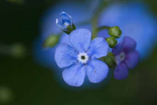 Diese kleine wenige Millimeter grosse Blüte fand sich in einem Garten einer Schlossanlage.

Aufnameort: Irland
Kamera: D80 + 105/2.8VR