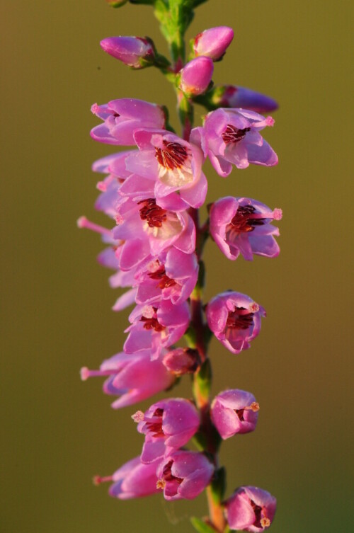 heide-calluna-vulgaris-2015.jpeg