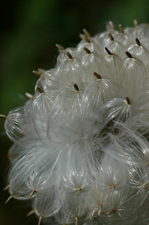 Distelsamen vor dem Abflug

Aufnameort: am Bienenhaus in Triesdorf
Kamera: Nikon D 70