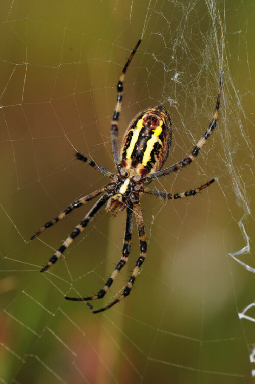 wespenspinne-argiope-bruennichi-2016.jpeg