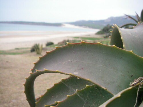 

Aufnameort: Bolonia - Andalusien
Kamera: Pentax Optio W10