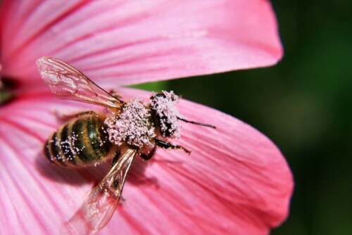 bin beim Arbeiten! Bienen sind mit die wichtigsten "Artenerhalter" in unserer Natur.

Aufnameort: Regen
Kamera: Canon EOS 400D