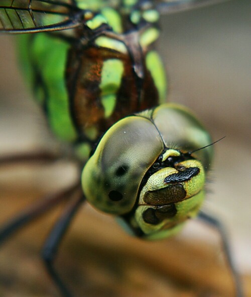 mit einer Großlibelle, ein wunderschöner Augenblick.

Aufnameort: Regen im bay. Wald
Kamera: Canon EOS 400D