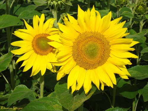 Zwei Sonnenblumen lachten mich an,
ich kam nicht umhin, sie zu fotografieren.

Aufnameort: Steinwenden/Rh-Pfalz
Kamera: Olympus E 500