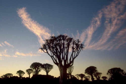 

Aufnameort: Namibia
