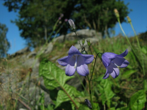 

Aufnameort: Schweden
