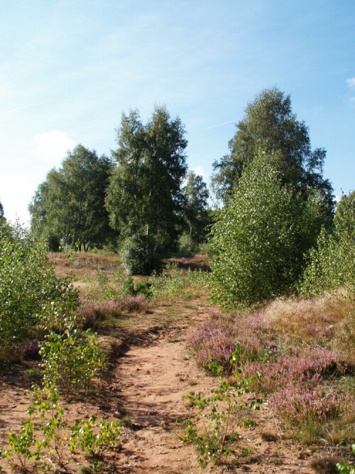 

Aufnameort: Mehlinger Heide in Rheinland-Pfalz
Kamera: Olympus E 500