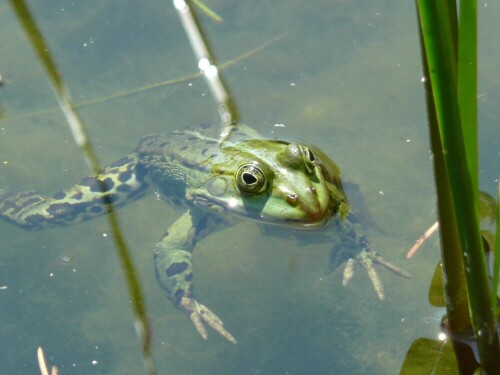 . . . fehlt nur noch die Krone, und dann küssen . .

Aufnameort: Spreewald
Kamera: Panasonic, DMC-TZ2