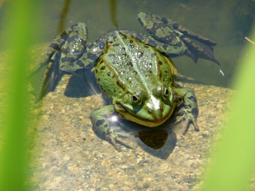 

Aufnameort: Spreewald
Kamera: Panasonic, DMC-TZ2