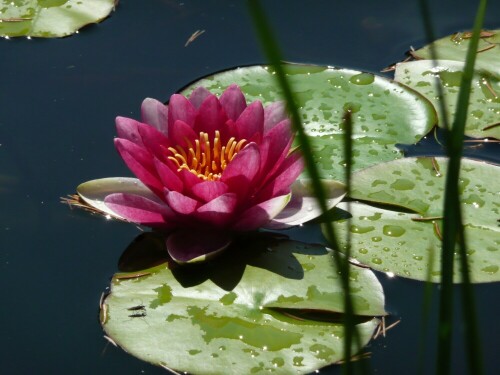 Zur Paddeltour im Spreewald habe ich diese wunderschöne Seerose im Juni 2008 entdeckt.

Aufnameort: Spreewaldfließ bei Burg
Kamera: Panasonic DMC-TZ2