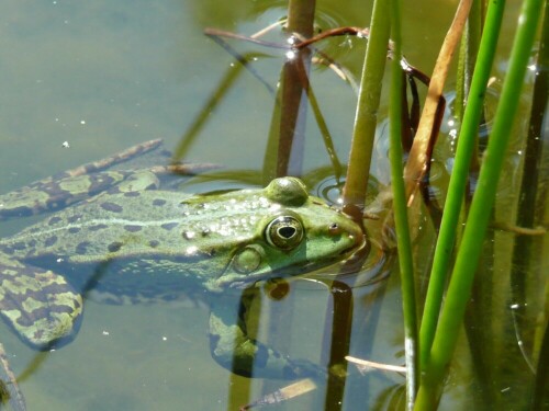 Mein Beitrag zum Thema Amphibienschutz

Aufnameort: Spreewald
Kamera: Panasonic, DMC-TZ2