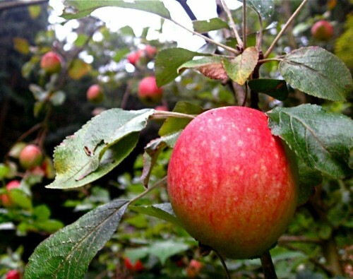 apfelbaum-im-august-auf-streuobstwiese-2071.jpeg